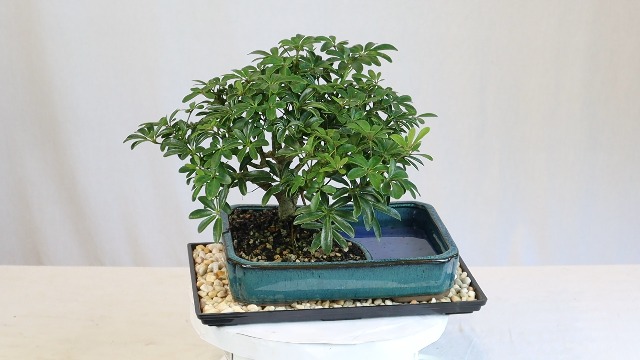 money tree jade tree Crassula ovata - jade plant main image 0