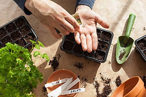 Italienisches Kräuterpaket mit 5 Kräutern/Oregano, Basilikum, Petersilie, Thymian, Majoran / 250 Samen/Ideal für die Fensterbank/der eigene Kräutergarten/Kräutertöpfe - Image 5
