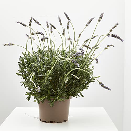Verdecora Lavanda | Lavandula, espliego | Hierbas aromáticas | Planta natural de exterior (Maceta Ø15cm)