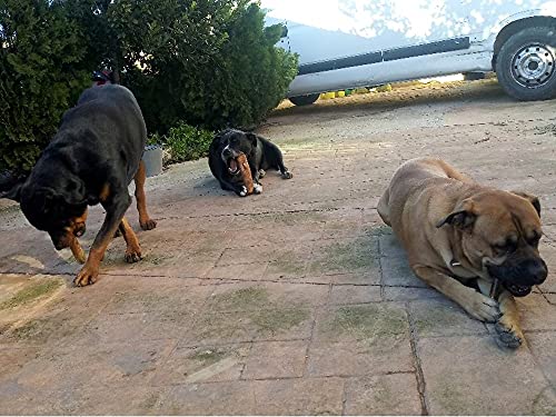 ARTISAN GIFT CO Olivenholz Kauspielzeug für Hunde 100% Natürliches (XL-24 cm) Sparpaket 2 Stück
