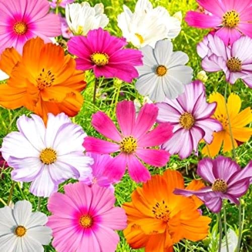 Mix Cosmos Seeds - 1000+ Cosmos Bipinnatus Seeds for Planting - Heirloom, Non-GMO Seed