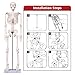 breesky Scientifc Human Skeleton Model for Anatomy, 33.4’’ Skeleton Model with Metal Stand, Removable Arms&Legs for Student to Study Human Skeleton Anatomy System, Halloween Decor, Manual Included