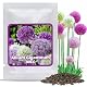 Allium-Zwiebeln Magic of Nature Riesen Zierlauch mit 60 Samen
