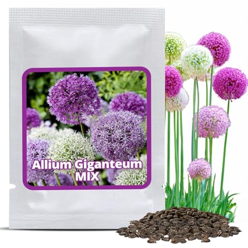 Magic of Nature: Riesen-Zierlauch Samen (60 Stk) – Allium giganteum Mix Violett & Weiß – Winterhartes Saatgut für den Garten