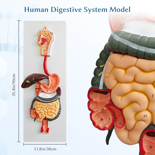 Image of JNMFTD Human Digestive System Anatomy Model,Life Size 2 part Removable Stomach Nasal cavity Pharynx Liver Stomach Rectum Intestine with Product Manual Card Labeled Numbered for Medical Education Study