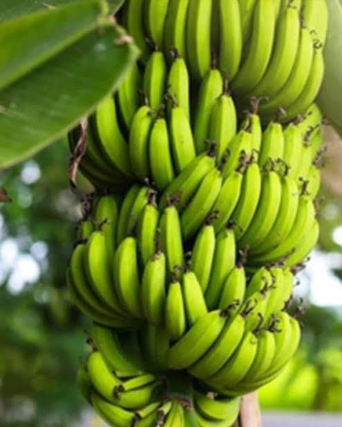 G9 Sweet Banana Kela Fal Ka Podha Plant Green - Fruit Plants & Tree Outdoor Plant With Pot" Live Plant Tasty Banana Tichu culture Kela Tree Plant"Palayankodan" Rare Hybrid Plant (1-1.5 Ft) (B0CNZV5CPS) Amazon Price History, Amazon Price Tracker