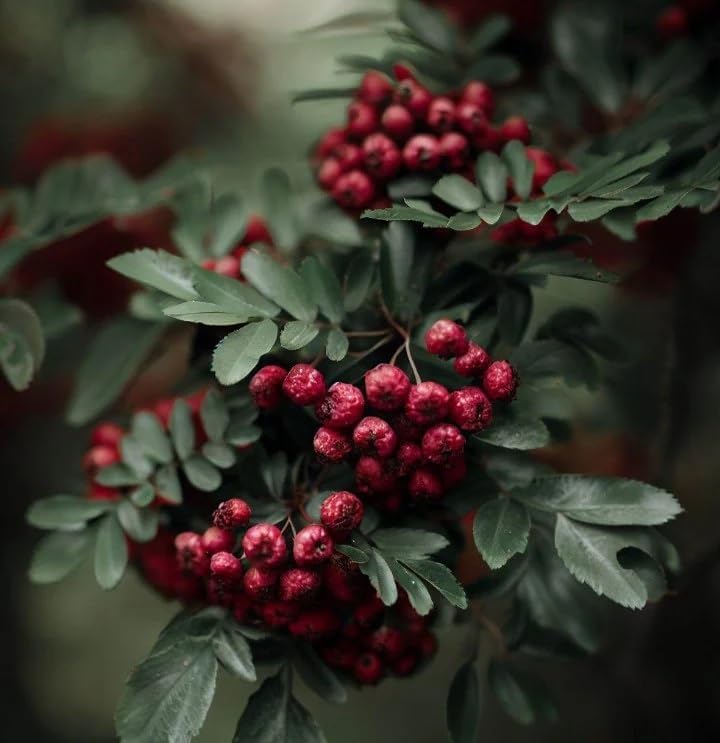 Miniatura 7 de Crataegus vulsa (Alabama Hawthorn) Semillas de arbustos, hermosas flores blancas, impresionante exhibición de otoño, semillas de MySeeds.Co, elige