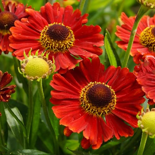 Helenium Mariachi Salsa Plantes de jardin prêtes à l'extérieur Plante vivace rustique en pot