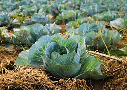 Natura GreenHouse Cabbage Seeds F1 Hybrid (100 Seeds), Winter Vegetables Seeds Hybrid F1 Cabbage Seeds/Bandgobhi Seeds For Home
