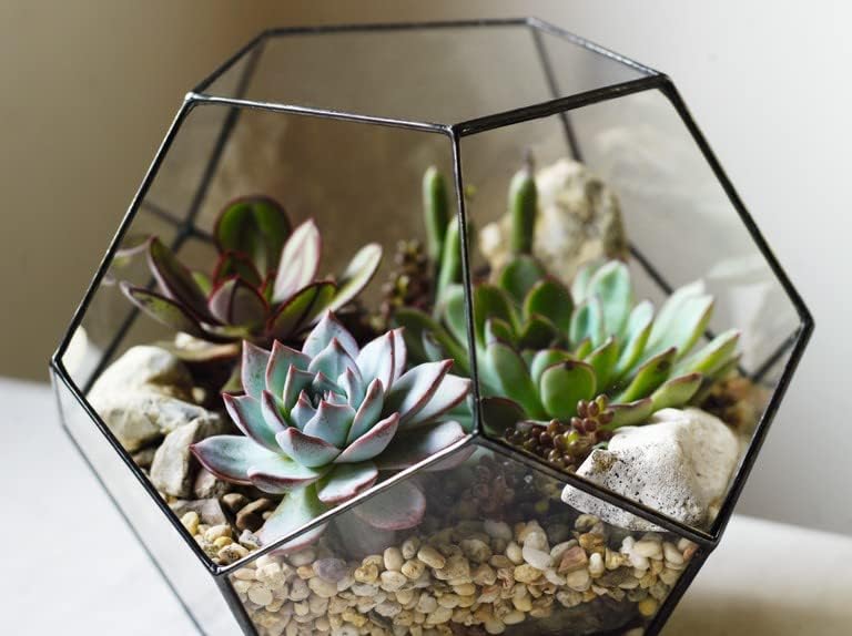 Terrarium Plant Mix - Plants Perfect for Terrariums - Unusual Mix of Plants (3 Plants)