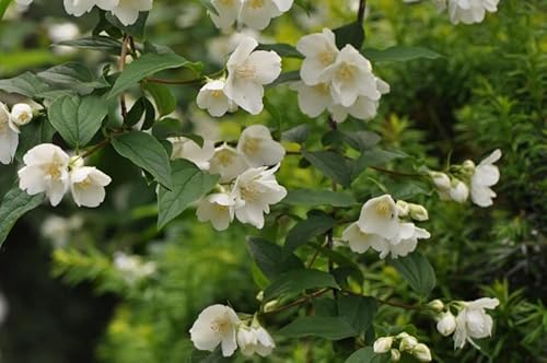 20 Sweet Mock Orange Seeds | Philadelphus Coronarius Shrub Flower Seeds #TOP3