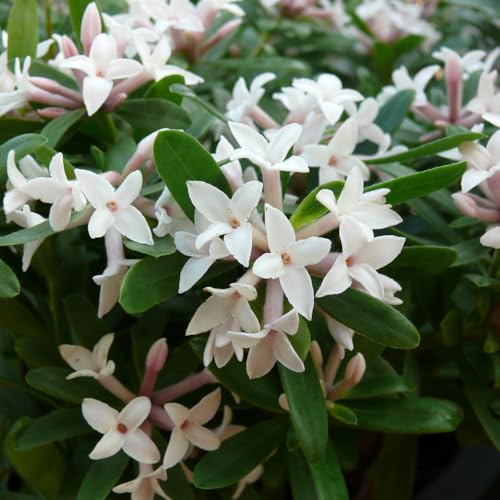 YouGarden Daphne 'Eternal Fragrance', Established Plant in 13cm Pot, Ready to Plant, Evergreen Spring Flowering Shrub, Fragrant Flowers for Pots and Borders