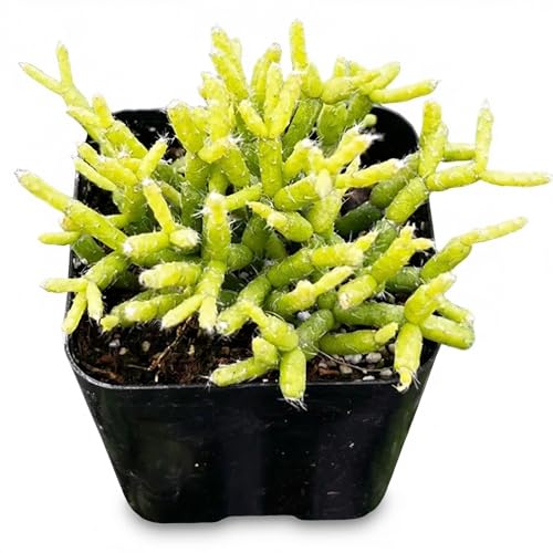Rhipsalis Coral Cactus - Live Succulent Plant, Trailing Branching Green