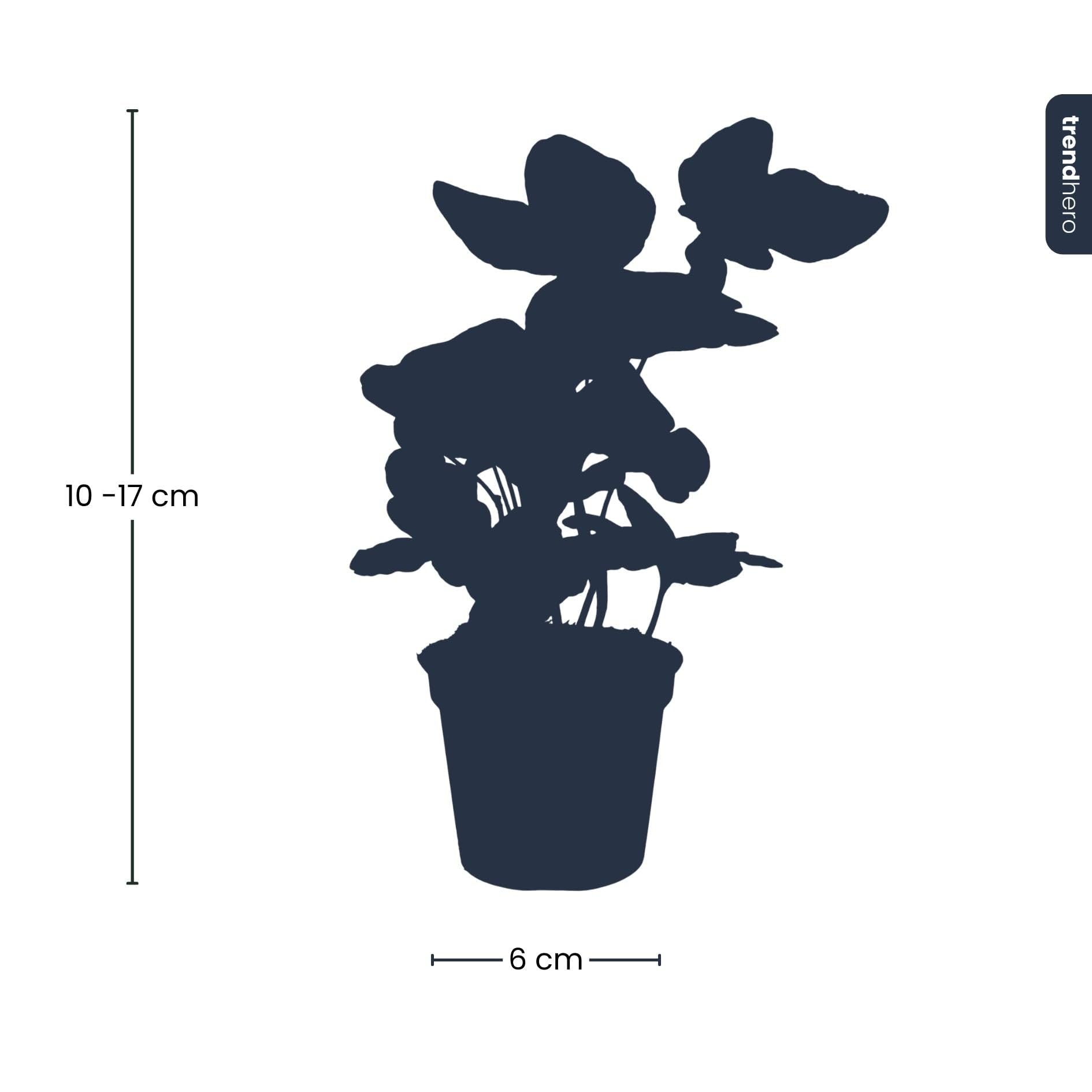 Hedera hélice - Ø 7 cm