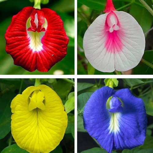 Image of Butterfly Pea Mixed Color Flower Seeds, 35 Count, Double and Single Petals, Medicinal Climbing Vine for Outdoor Garden, Shankhpushpi Hybrid Seeds with Blue, Red, Pink, Yellow Blooms. NLH 5