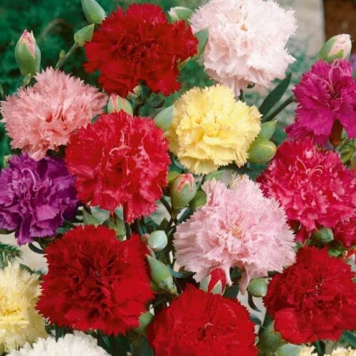 50 Seeds of Mixed Carnation Seeds Scented Chabaud Garden Coloured Flowers to Plant & Grow