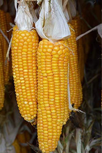 MAZORCA de maíz Forro maíz Forro adolescente