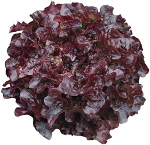 Lot de 100 Graines Potagères - Laitue a Feuilles de Chêne - Laitue Rouge - Légume fruit jardin - 274