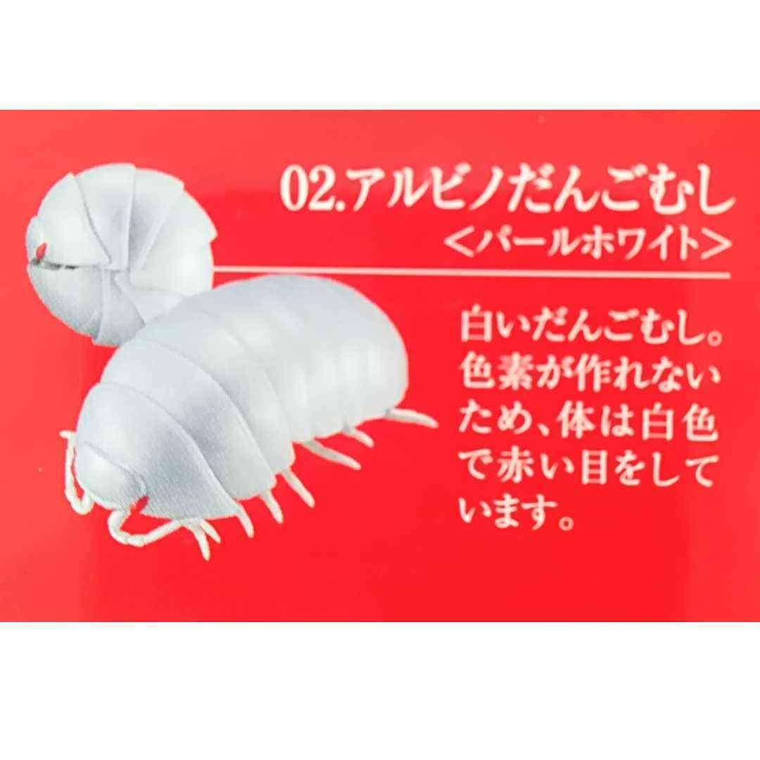Amazon.co.jp: だんごむし 第3弾 2種類 オカダンゴムシ アルビノ