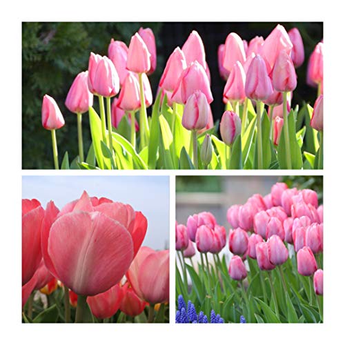 Darwin Tulip Van Eijk Flower Bulbs. Very Pretty Pink Spring Flowers. Easy to Grow (10)