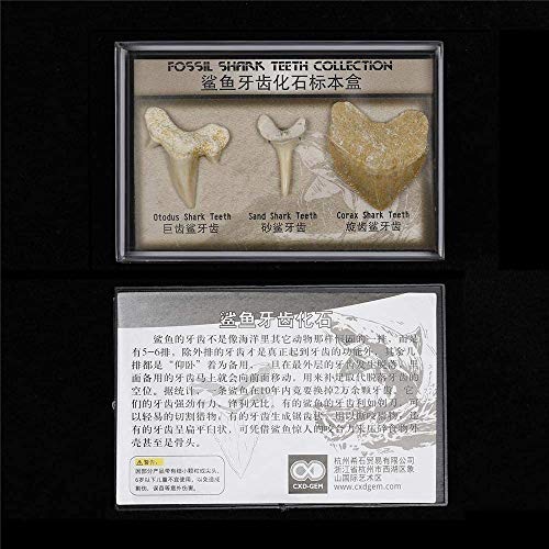 Namvo Set von 3pcs natürliche fossile Hai Zahn Probe natürliche Steine für Bildung Home Decor Z?hne Fossilien Kinder Geschenk