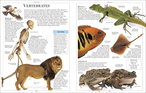 Encyclopedia of Animals