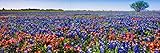 Famous Texas Bluebonnet And Paintbrush Wildflowers Panoramic Photo Photograph Cool Wall Art Print Poster 36x12