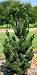 Kotobuki Japanese Black Pine 3 - Year Live Plant