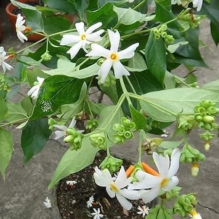 Live Harsingar Raat ki Rani Coral Jasmine Star White Flower For Home and Garden Parijat healthy Plant with Planstic Pot (Jasmine Parijat healthy Plant) (B0CLWTM7QH) Amazon Price History, Amazon Price Tracker