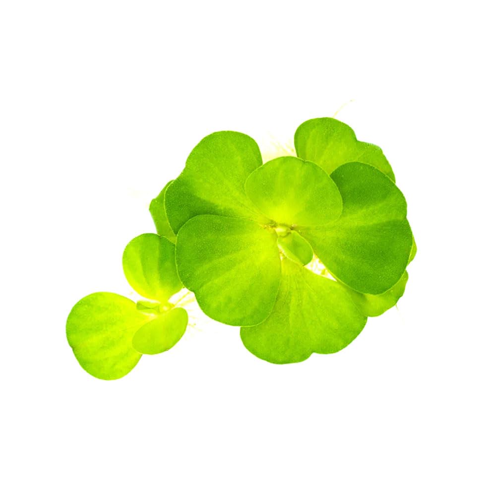 Live Floating Plant - Water Lettuce (Pistia stratiotes) - Easy Surface Cover for Aquariums & Ponds
