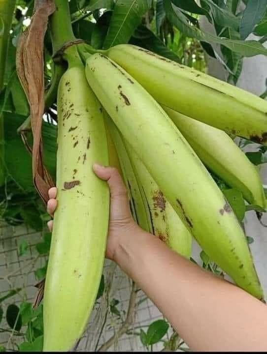 - ASNOGMULDA Combo 2 Plant Live Plant Indoor Sweet Long Banana Exotic Rare Plants Green (1 Healthy Live Sweet Tissue Culture Fruit Plant) (1-1.5 Ft Size) Pack of 1 Heathy