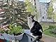 Caiyloxn Katzennetz für Balkon 6x3m Katzengitter Fenster Ohne Bohren Balkonnetz Katzenschutz für Sicherung von Balkon Fenstern Zäune