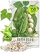 150 Seeds, Bush Bean "Henderson Lima" (Phaseolus vulgaris) Seeds By Seed Needs
