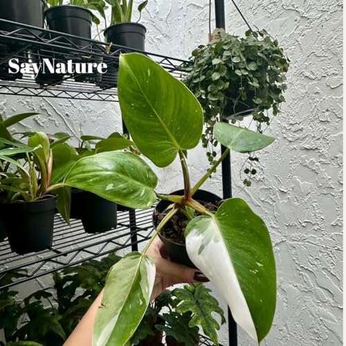 Philodendron White Princess 4 Inch Pot - Rare Philodendron Live Indoor Plant - Variegated Plants - Tropical House Plants - Exotic Plants