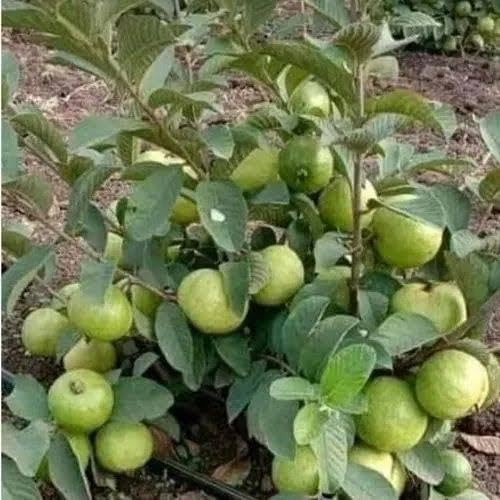 See full amazon price history chart for BISWAS PLANTS HOUSE` Thai 7 Guava/Amrood Fruit Live Plant Grafted (pack of-1) BISWAS PLANTS HOUSE` Thai 7 Guava/Amrood Fruit Live Plant Grafted (pack of-1) (B0CQD4PR3F) Amazon Price History, Amazon Price Tracker