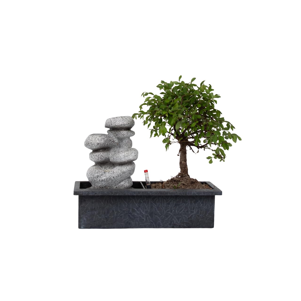Plant in a Box - Echte Bonsaibaum mit pflegeleichtem Wassersystem und  flieendem Wasserfall ber Zen-Steine - Zimmerpflanze - Hhe 25-35cm :  Amazon.de: Garten