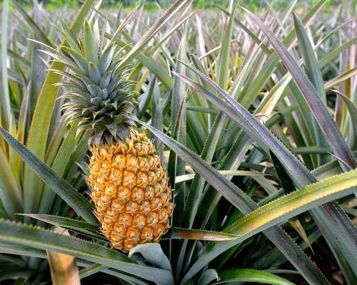 100pcs Yellow Pineapple Fruit Seed.