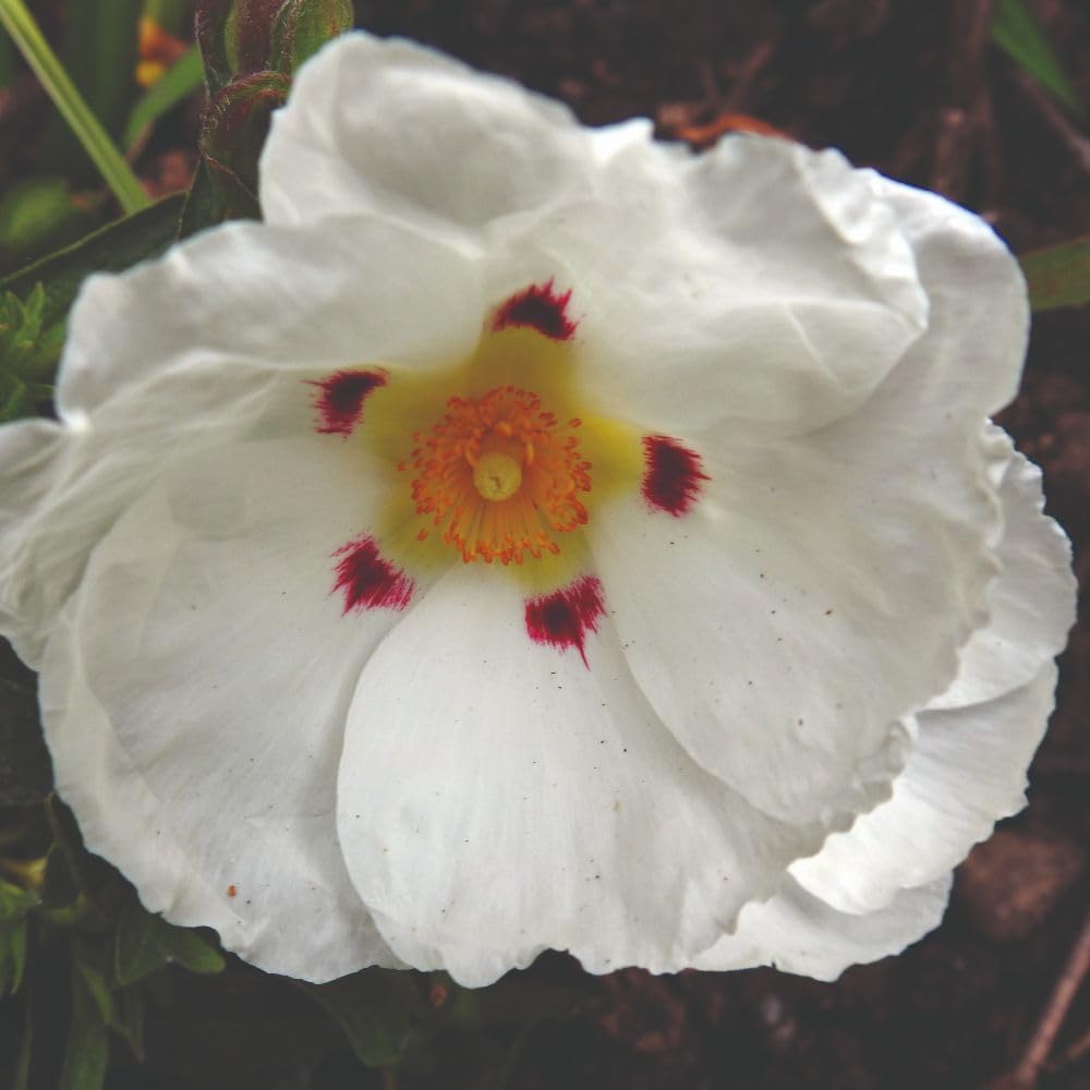 Cistus x purpureus 'Alan Fradd' | Rock Rose Sun Rose Shrub | Evergreen White Flowering Shrub for Coastal & Gravel Gardens | Drought-Tolerant & Easy to Grow - 9cm Pots x1 by Thompson & Morgan