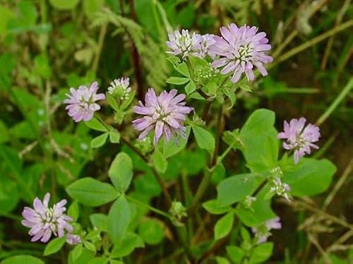 Semi Fiori per Api - Sementi Mellifere per Api - 1 kg - Semi per Apicoltura - Semi per Fiori Melliferi Trifoglio Resupinato