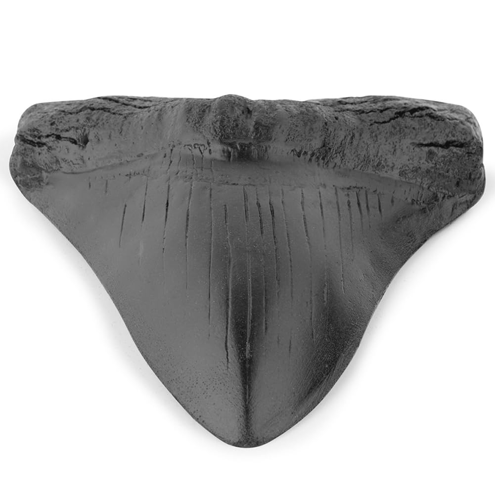 Denti di Squalo da 5 Pollici Modello Dente Megalodonte Gigante Facile da Pulire Decorazione Domestica Denti di Squalo Nero Biologia Marina Fossile Oggetti di Scena for Bambini