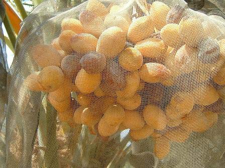 神戸のおまめさん みの屋 キングソロモンデーツ 300g の商品画像 4