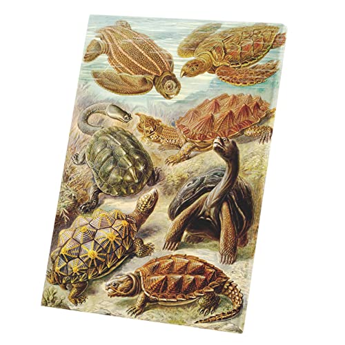 Tableau tortue gravure ancienne toile imprimée 40x56cm