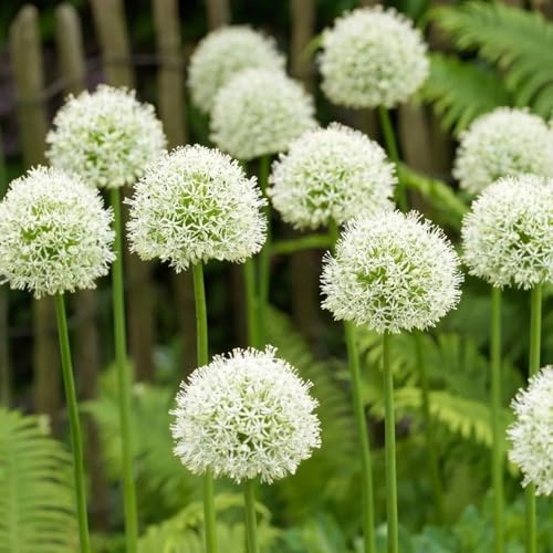 bulbos de allium, cebolla ornamental - decoración allium giganteum raras interior exóticas resistentes 5pcs