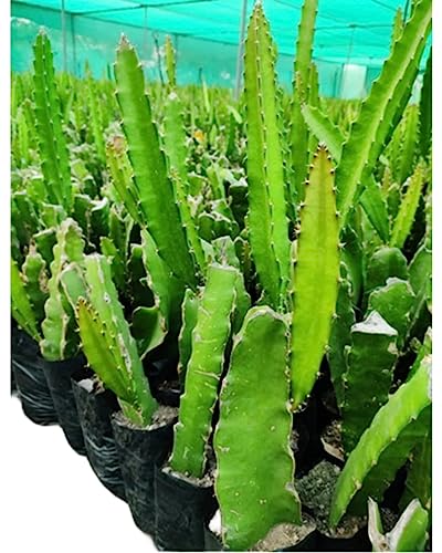 Image of Dragon Fruit Live Plant | Healthy Pitaya Cactus Plant for Home & Outdoor Gardening | Fast Growing | Easy Maintenance | Pack of 1