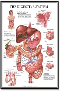 Amazon.com: XLJP Muscular System Anatomical Poster Muscle Anatomy Chart ...