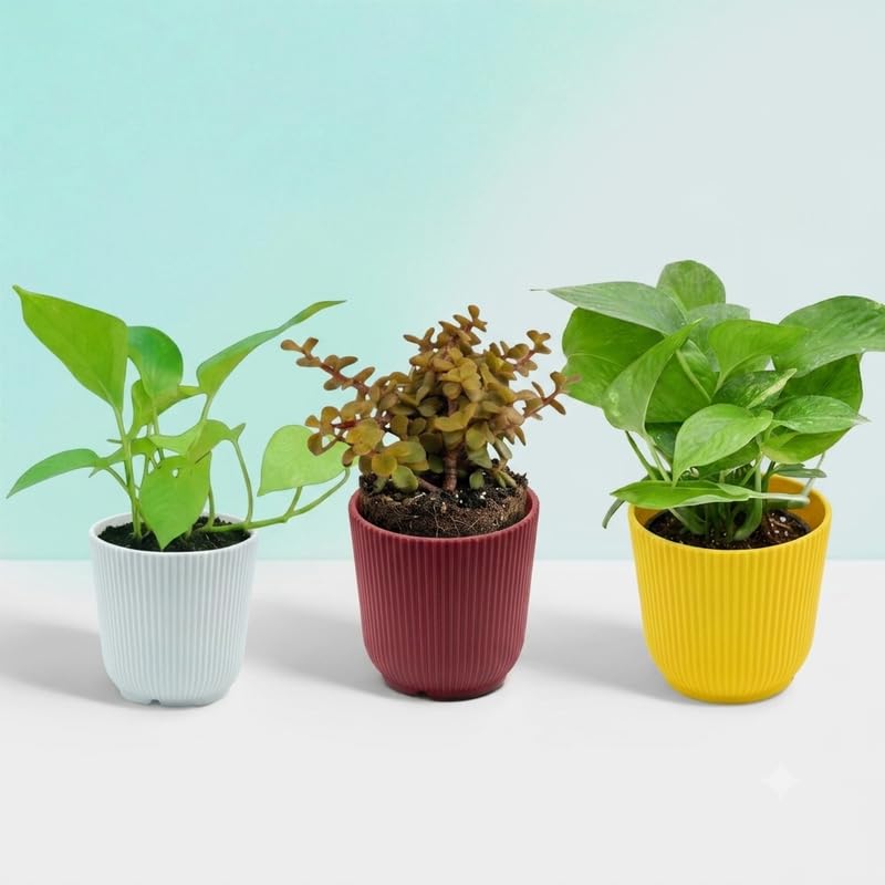 Hariyali Hotspot Green Harmony Trio | Pothos Plant, Green Money Plant & Jade Plant | Home & Office Decor Live Plants in 4 Inch Flower Pots-picture-11