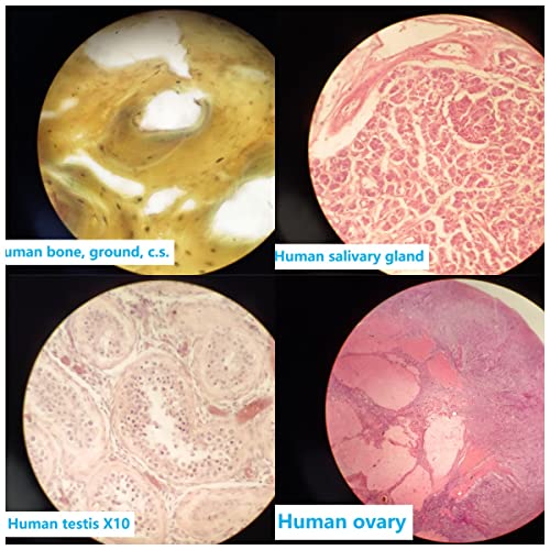 Diy-Science BIOLOGY-PS-ANATOMY Prepared Human Tissue Anatomy Microscope Slides Set thumb #6