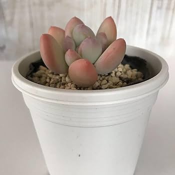 多肉植物パキフィツム　シンデレラ　抜き苗 楽天市場】シンデレラ パキフィツム属 多肉植物 9cmポット観葉