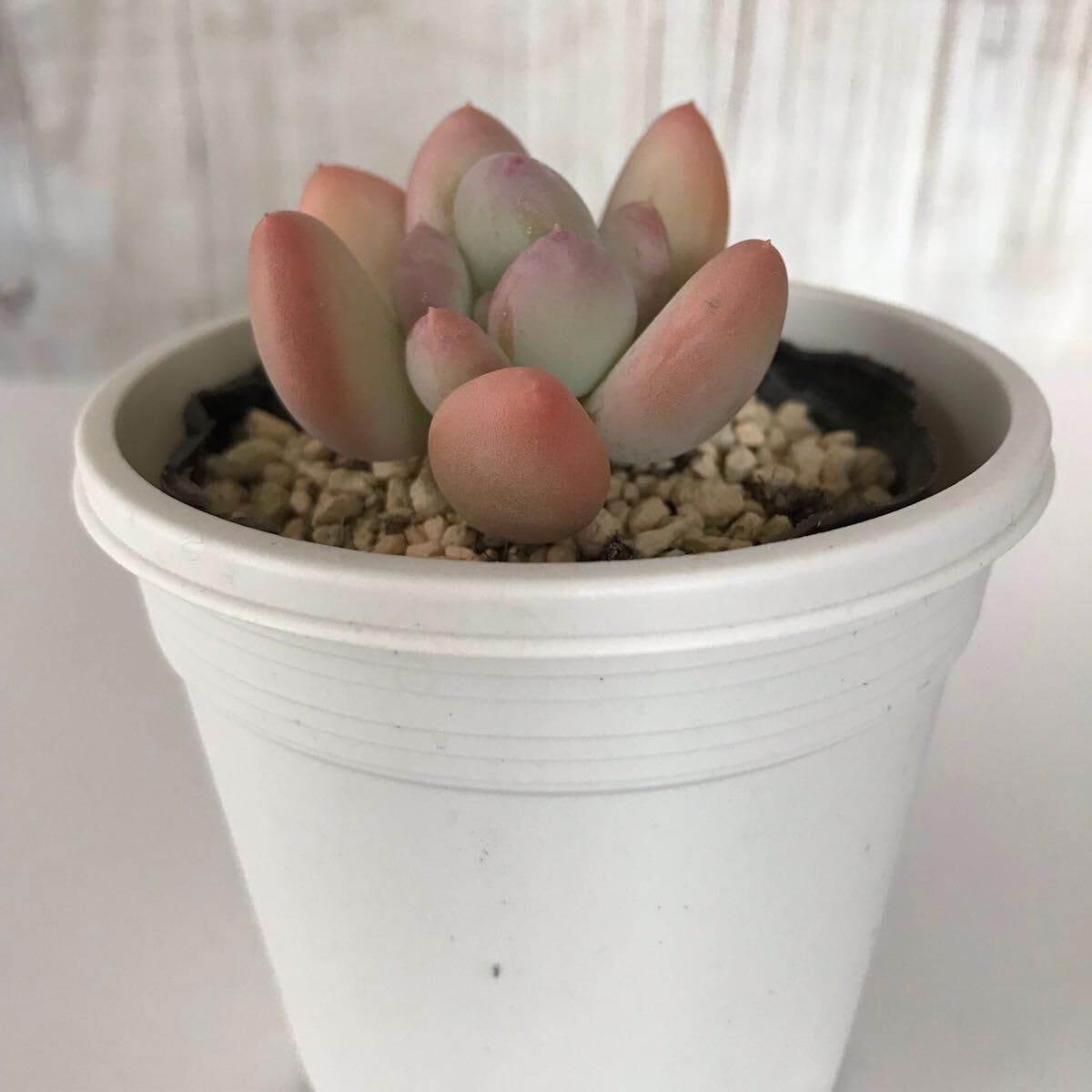 多肉植物  桃美人 カット苗　2カット パキフィツム 多肉植物 パキフィツム 桃美人 2.5寸苗 J6063 - ハニーミント本店