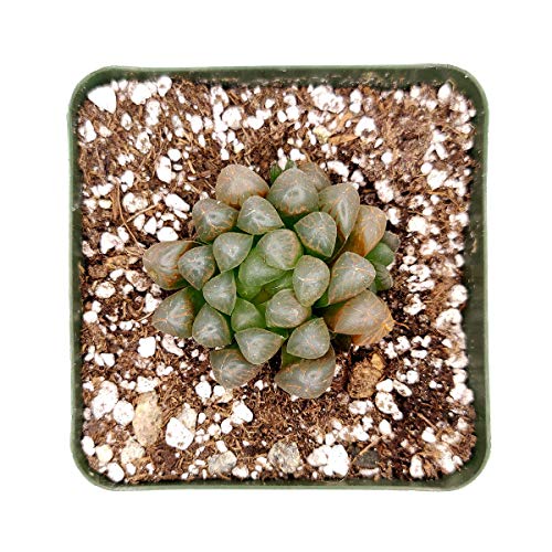 Haworthia Cooperi Var. Obtusa | Succulent Gift Decor Ideas (2 Inch) #TOP3